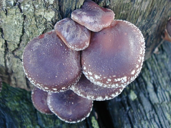 Shiitake Plug Spawn » Gourmet Woodland Mushrooms