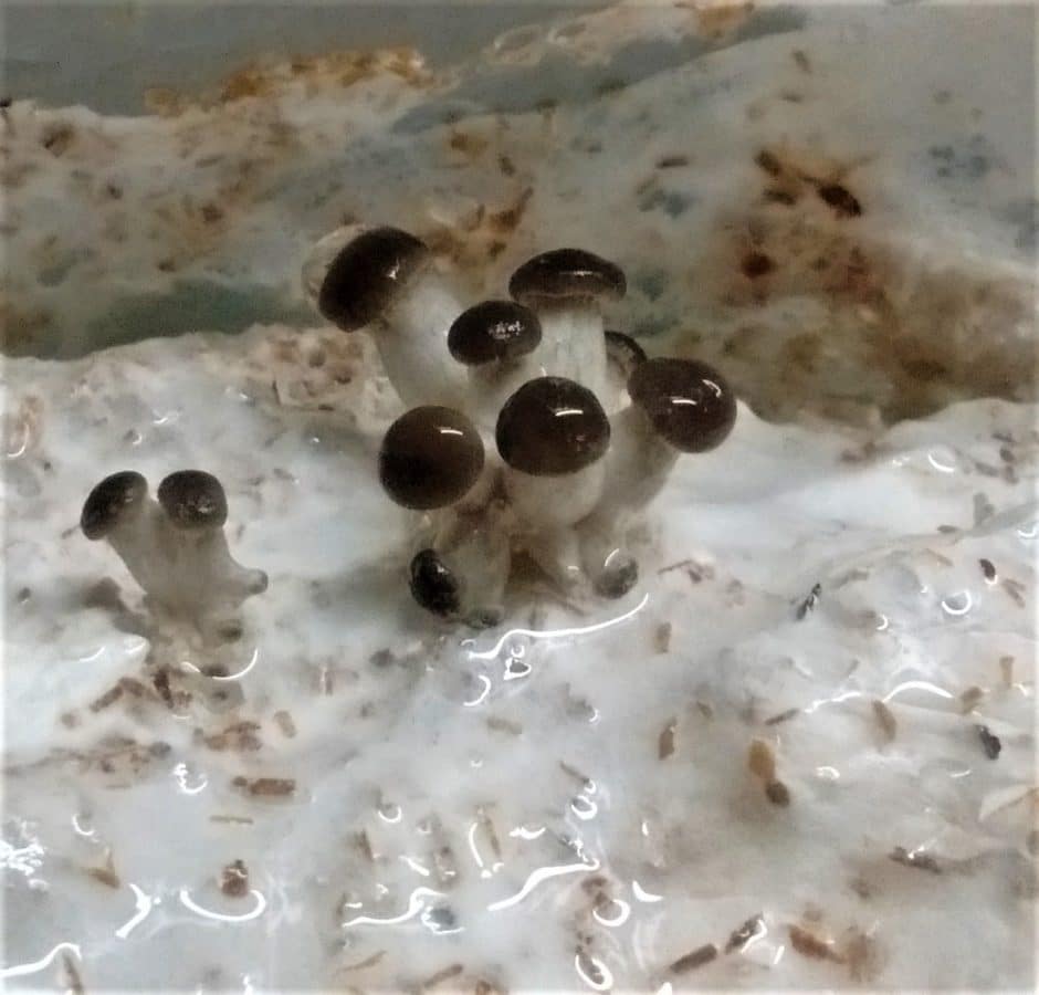 primordia mycelium
