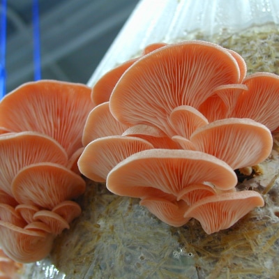 Pink Oyster Mushroom Bouquet