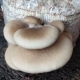 Pearl Oyster Mushrooms Growing Kit