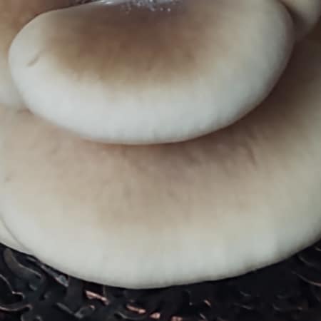 Pearl Oyster Mushrooms